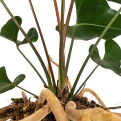 Anthurium Arrow -HousePlants Shop Anthurium Arrow Flamingo Flower DETAIL 2