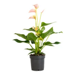 Anthurium - Flamingo Flower - Joli Peach -HousePlants Shop Anthurium Flamingo Flower Joli Peach 12x40cm