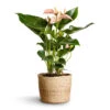 Anthurium - Flamingo Flower - Joli Peach -HousePlants Shop Anthurium Flamingo Flower Joli Peach 12x40cm Maartje Plant Baskets Set of 5 Jute 2 18adb797 6fda 420f b435 cd5c894f28bb