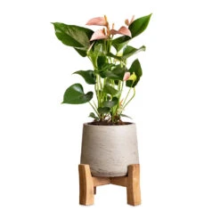 Anthurium - Flamingo Flower - Joli Peach -HousePlants Shop Anthurium Flamingo Flower Joli Peach 12x40cm Patt Plant Pot Low Stand Grey Washed 20x21cm 2