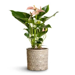 Anthurium - Flamingo Flower - Joli Peach -HousePlants Shop Anthurium Flamingo Flower Joli Peach 12x40cm Venetian Plant Pot Grey 16x14cm 2