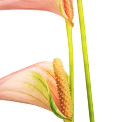 Anthurium - Flamingo Flower - Joli Peach -HousePlants Shop Anthurium Flamingo Flower Joli Peach SWATCH 2