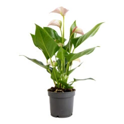 Anthurium - Flamingo Flower - Joli Pulse -HousePlants Shop Anthurium Flamingo Flower Joli Pulse 12x40cm