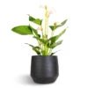 Anthurium - Flamingo Flower - Joli Pulse -HousePlants Shop Anthurium Flamingo Flower Joli Pulse 12x40cm Norell Plant Pot Black 18x16cm