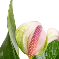 Anthurium - Flamingo Flower - Joli Pulse -HousePlants Shop Anthurium Flamingo Flower Joli Pulse SWATCH 2