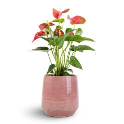Remi Plant Pot - Pink -HousePlants Shop Anthurium Flamingo Flower Royal Red 12x40cm Remi Plant Pot Pink 18x19cm