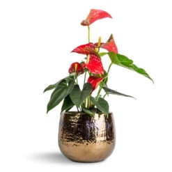 Anthurium - Flamingo Flower - Royal Red -HousePlants Shop Anthurium Flamingo Flower Royal Red 12x40cm Yvette Plant Pot Gold 19x16cm