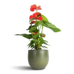 HousePlants Shop 7 Anthurium - Flamingo Flower - Royal Red