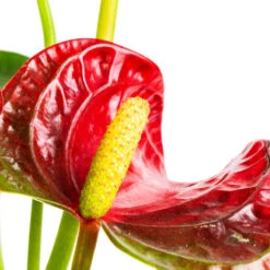 HousePlants Shop -HousePlants Shop Anthurium Flamingo Flower Royal Red SWATCH