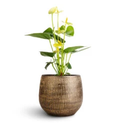 Anthurium - Flamingo Flower - Vanilla -HousePlants Shop Anthurium Flamingo Flower Vanilla Ryan Plant Pot Shiny Gold 18x16cm 1