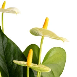 Anthurium - Flamingo Flower - Vanilla -HousePlants Shop Anthurium Flamingo Flower Vanilla SWATCH 2