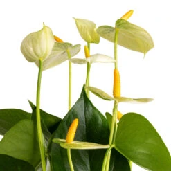 Anthurium - Flamingo Flower - Vanilla -HousePlants Shop Anthurium Flamingo Flower Vanilla SWATCH 3