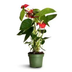 Anthurium - Flamingo Flower - Royal Red -HousePlants Shop Anthurium Royal Champion 2