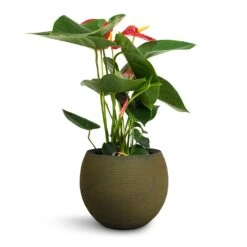 Anthurium - Flamingo Flower - Royal Red -HousePlants Shop Anthurium Royal Champion Royal Red 12x40cm Dex Plant Pot Forrest 17x13cm