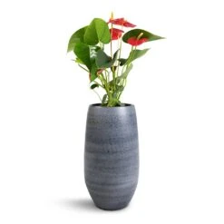 Esra Plant Vase - Mystic Grey -HousePlants Shop Anthurium Royal Champion Royal Red 12x40cm Esra Plant Vase Graphite 20x35cm