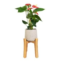 Anthurium - Flamingo Flower - Royal Red -HousePlants Shop Anthurium Royal Champion Royal Red 12x40cm Patt Plant Pot Tall Stand Grey Washed 23x34cm