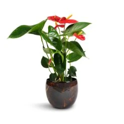 Anthurium - Flamingo Flower - Royal Red -HousePlants Shop Anthurium Royal Champion Royal Red 12x40cm Vive Metal Plant Pots Set3 Lava smallest