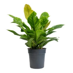 Anthurium Elipticum - Jungle Bush -HousePlants Shop Anthurium elipticum Jungle Bush 24x60m