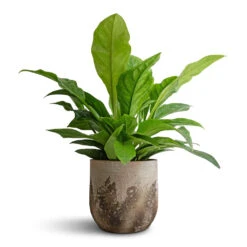 Albero Plant Pot - Cement -HousePlants Shop Anthurium elipticum Jungle Bush 24x60m Albero Plant Pot Cement 28x26cm