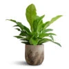 Anthurium Elipticum - Jungle Bush -HousePlants Shop Anthurium elipticum Jungle Bush 24x60m Albero Plant Pot Cement 28x26cm 4b16f426 4013 4e82 9a90 47c39f5cf226