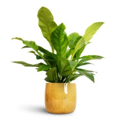 Anthurium Elipticum - Jungle Bush -HousePlants Shop Anthurium elipticum Jungle Bush 24x60m Babet Plant Pot Pine 27x23cm a2afe728 8512 4e35 8291 fc1d44ff0324
