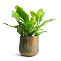 Anthurium Elipticum - Jungle Bush -HousePlants Shop Anthurium elipticum Jungle Bush 24x60m Caro Metal Plant Pot Copper Green 28x27cm