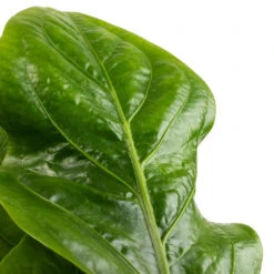 Anthurium Elipticum - Jungle Bush -HousePlants Shop Anthurium elipticum Jungle Bush SWATCH