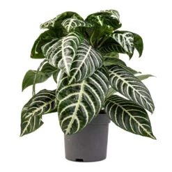 Aphelandra Squarrosa Botanica - Zebra Plant -HousePlants Shop Aphelandra squarrosa Botanica Zebra Plant