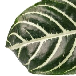 Aphelandra Squarrosa Botanica - Zebra Plant -HousePlants Shop Aphelandra squarrosa Botanica Zebra Plant SWATCH 2