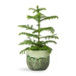 Moon Plant Pot - Jungle -HousePlants Shop Araucaria heterophylla Norfolk Island Pine 14x45cm Moon Plant Pot Jungle 17x15cm fb565cb7 4e3c 4943 9c1c 7c6b5ba9d3f4