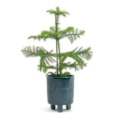 Pisa Plant Pot - Emerald -HousePlants Shop Araucaria heterophylla Norfolk Island Pine 14x45cm Pisa Plant Pot Emerald 16x19cm