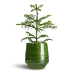 Remi Plant Pot - Green -HousePlants Shop Araucaria heterophylla Norfolk Island Pine 14x45cm Remi Plant Pot Green 23x25cm b2da1568 eed6 4b78 a3f9 56caf6d65f83