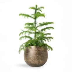 Ryan Plant Pot - Shiny Gold -HousePlants Shop Araucaria heterophylla Norfolk Island Pine 14x45cm Ryan Plant Pot Shiny Gold 18x16cm 2 1fc99e72 4017 4c0d 9fcd 58fded5ac50a