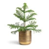Araucaria Heterophylla - Norfolk Island Pine -HousePlants Shop Araucaria heterophylla Norfolk Island Pine 14x45cm Solis Embossed Plant Pot Gold 18x18cm