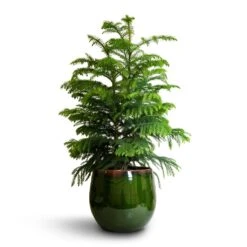 Charlotte Plant Pot - Green -HousePlants Shop Araucaria heterophylla Norfolk Island Pine 22x90cm Charlotte Plant Pot Green 29x25cm a69cf335 3e42 41e5 a2b8 955d6b7f21c6