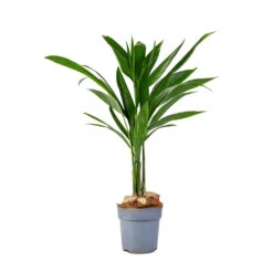 Areca Catechu - Betel Nut Palm -HousePlants Shop Areca catechu Betel Nut Palm 12x50cm
