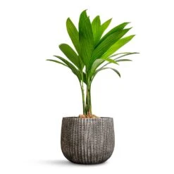 Areca Catechu - Betel Nut Palm -HousePlants Shop Areca catechu Betel Nut Palm 12x50cm Feico Plant Pot Metal Black 19x14cm