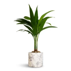 Areca Catechu - Betel Nut Palm -HousePlants Shop Areca catechu Betel Nut Palm 12x50cm Lazzaro Plant Pot Vintage Bird 15x13cm 8185bed8 dbf2 44a6 bc3e 0452d5fab012