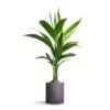 Areca Catechu - Betel Nut Palm 1 Areca Catechu - Betel Nut Palm -HousePlants Shop Areca catechu Betel Nut Palm 12x50cm Puk Plant Pot Black Washed 15x15cm