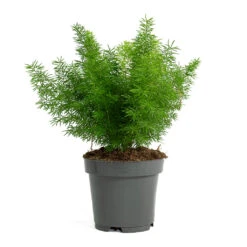 Asparagus Densiflorus Myersii - Foxtail Fern 23 Asparagus Densiflorus Myersii - Foxtail Fern -HousePlants Shop Asparagus densiflorus Myersii Foxtail Fern 12cm
