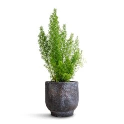 Asparagus Densiflorus Myersii - Foxtail Fern 21 Asparagus Densiflorus Myersii - Foxtail Fern -HousePlants Shop Asparagus densiflorus Myersii Foxtail Fern 12x30cm Dave Plant Pot Earth 14x13cm