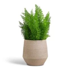 Asparagus Densiflorus Myersii - Foxtail Fern 27 Asparagus Densiflorus Myersii - Foxtail Fern -HousePlants Shop Asparagus densiflorus Myersii Foxtail Fern 17x60cm Humus Plant Pot Concrete 20x23cm
