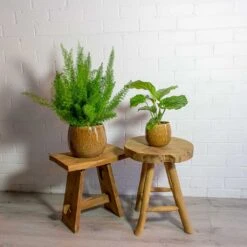 Asparagus Densiflorus Myersii - Foxtail Fern 32 Asparagus Densiflorus Myersii - Foxtail Fern -HousePlants Shop Asparagus densiflorus Myersii Foxtail Fern Calathea orbifolia mischa caramel plant pot e4d49e01 2bd8 4947 8f7b 7f7f5c325a3c