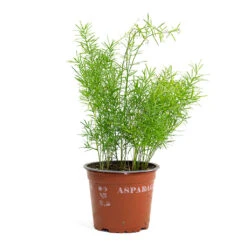 Asparagus Densiflorus Sprengeri - Emerald Feather Fern -HousePlants Shop Asparagus densiflorus Sprengeri Emerald Feather Fern 12cm