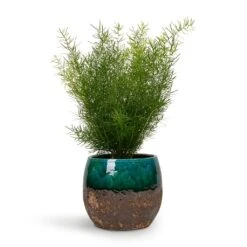 Asparagus Densiflorus Sprengeri - Emerald Feather Fern -HousePlants Shop Asparagus densiflorus Sprengeri Emerald Feather Fern 12x30cm Lindy Plant Pot Black Green 19x16cm