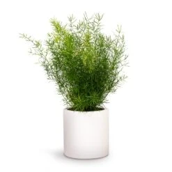 Asparagus Densiflorus Sprengeri - Emerald Feather Fern -HousePlants Shop Asparagus densiflorus Sprengeri Emerald Feather Fern 12x30cm Puk Planter Matt White 15x15cm