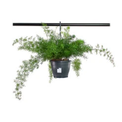 Asparagus Densiflorus Sprengeri - Emerald Feather Fern -HousePlants Shop Asparagus densiflorus Sprengeri Emerald Feather Fern 19cm