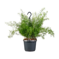 Asparagus Densiflorus Sprengeri - Emerald Feather Fern -HousePlants Shop Asparagus densiflorus Sprengeri Emerald Feather Fern 19x60cm