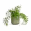 Asparagus Densiflorus Sprengeri - Emerald Feather Fern -HousePlants Shop Asparagus densiflorus Sprengeri Emerald Feather Fern 19x60cm Lisbon Plant Pot Sage 21x21cm 3b7b175e fb5e 4b6a ba1b eebc0c520c66