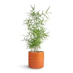 Asparagus Falcatus - Sicklethorn -HousePlants Shop Asparagus falcatus Sicklehorn 12x40cm Hadleigh Plant Pot Amber 14x13cm b7ce8b90 1041 49db a029 51447dc30899